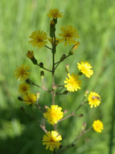 Beaked Hawkweed