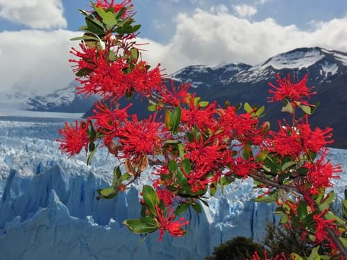 Chilean Fire Bush