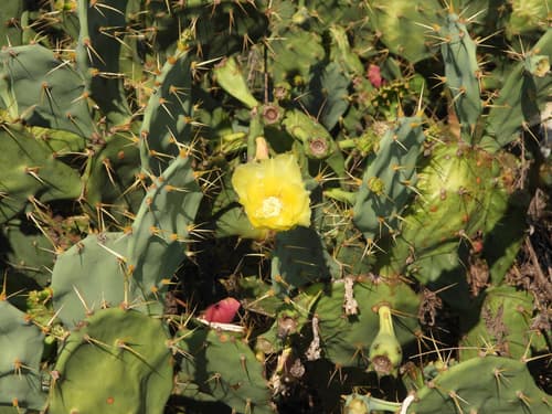 Shell Mound Pricklypear