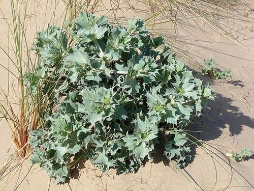 Japanese Black Pine Bonsai