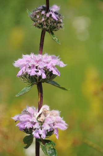 Tuberous Jerusalem sage