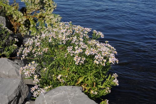 Sea Aster Bonsai