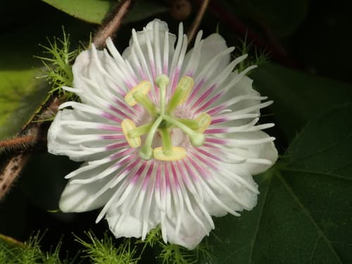 Passiflora vesicaria Flower (Not a Bonsai)
