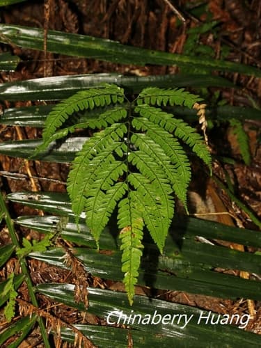 Arachniodes amabilis