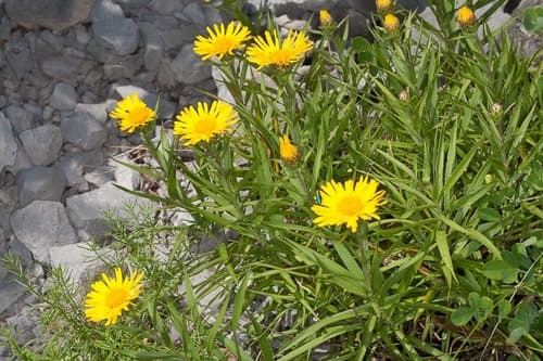 Sword-leaved Inula