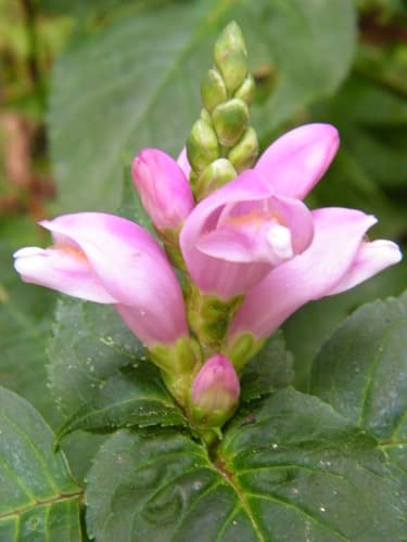 Pink Turtlehead
