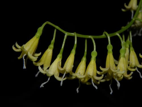 West Indian milkberry