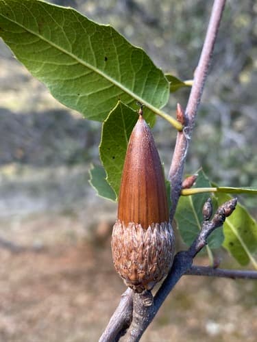 Interior Live Oak (Acorn & Branch)