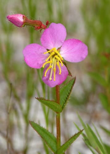 Virginia meadowbeauty