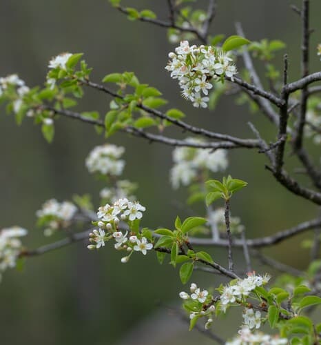 St Lucie Cherry Bonsai