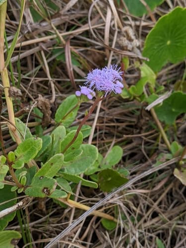 Betonyleaf Mistflower