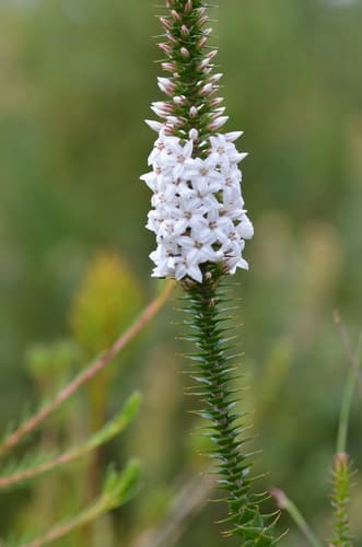 New South Wales Coral Heath Bonsai