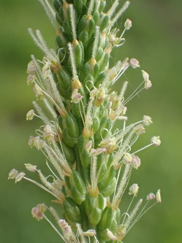 Asian Plantain Flower Spike