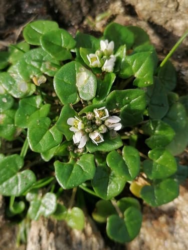 Danish Scurvy-grass