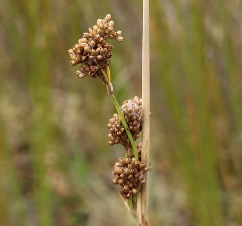 Great Soft-rush Bonsai