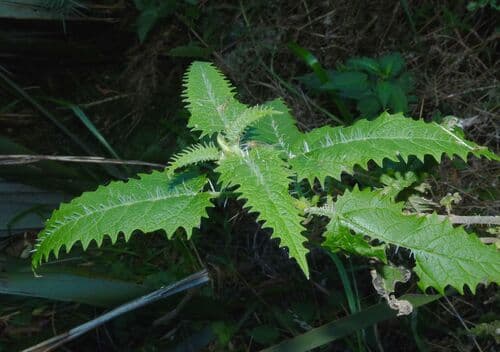 Tree Nettle