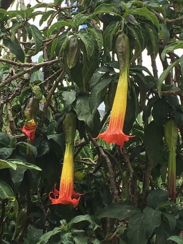 Red Angel's Trumpet Bonsai