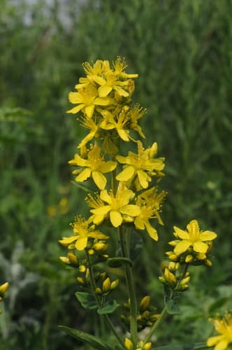 Hairy St John's-wort