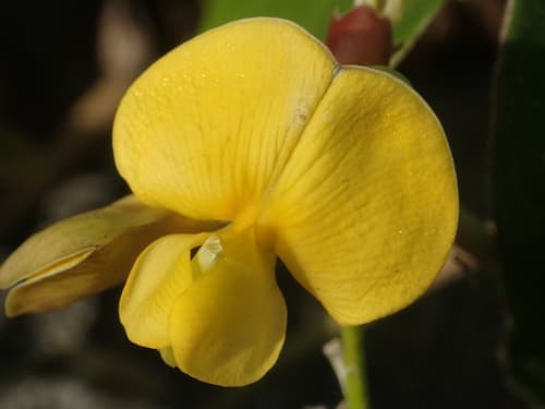 Beach Pea Bonsai (Hypothetical)