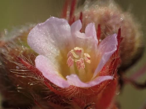 Chocolateweed Bonsai