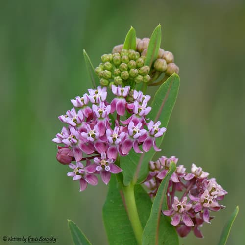Prairie Milkweed Bonsai