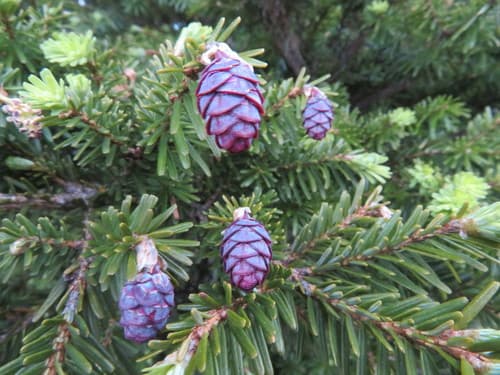 Chinese Hemlock Bonsai