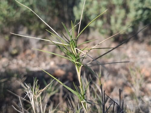 Mediterranean False-brome