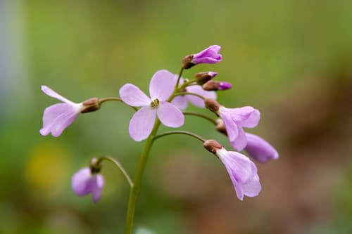 whorled coralroot