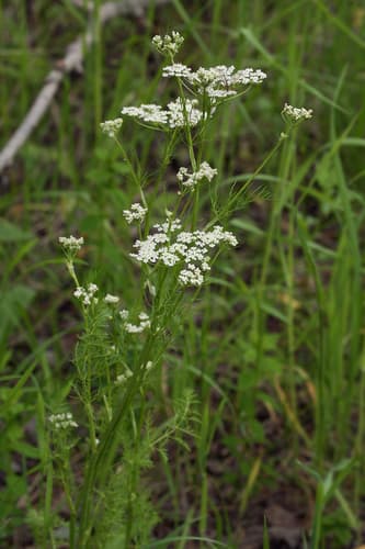 Caraway