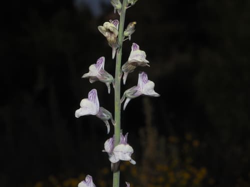Pale Toadflax