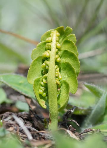 Common Moonwort