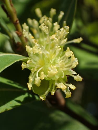 Litsea hypophaea Bonsai