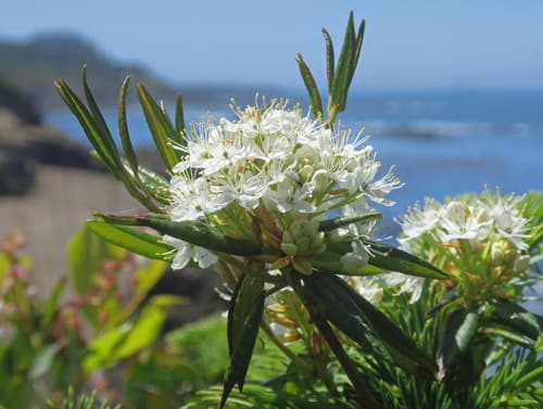 Western Labrador Tea