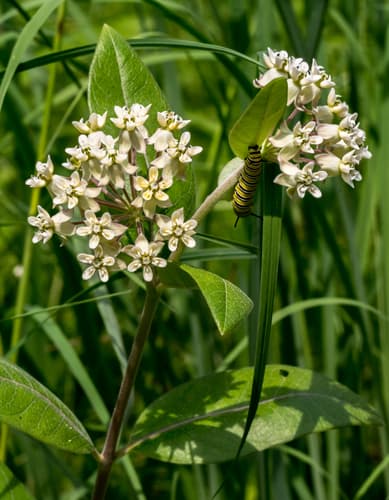 Oval-leaved Milkweed (Not a Bonsai)