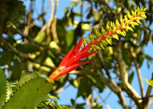 Nakedstem Livingvase