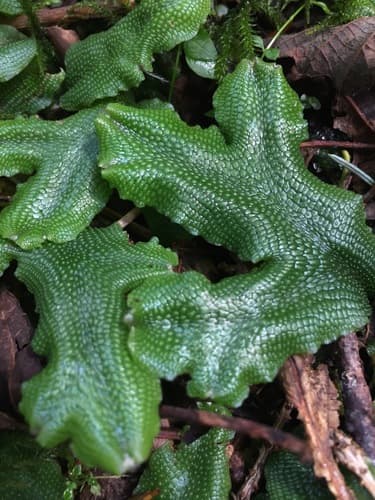 Great Scented Liverwort