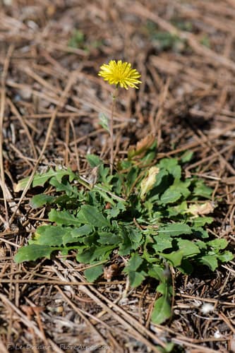 Italian Hawksbeard