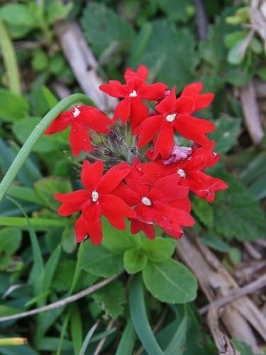 Peruvian Mock Vervain