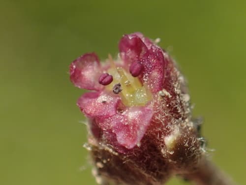 Indian Pennywort Flower