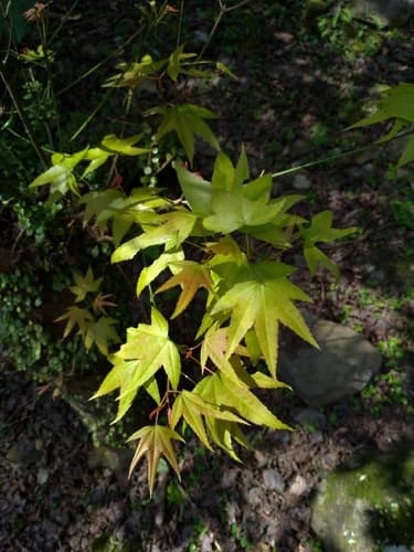 Green Maple