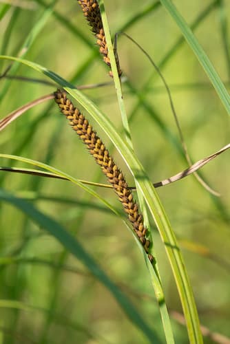 Slender Tufted-Sedge