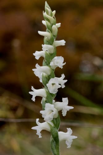 Appalachian ladies’ tresses