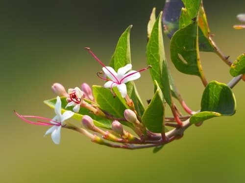 Scrambling Clerodendrum