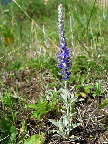 Spike Speedwell