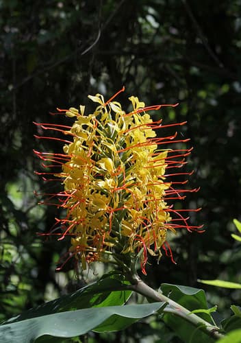 Kahili ginger