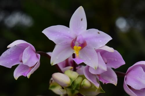 Philippine Ground Orchid