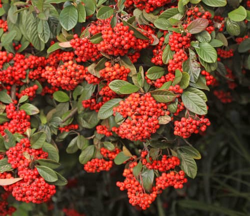 Late Cotoneaster