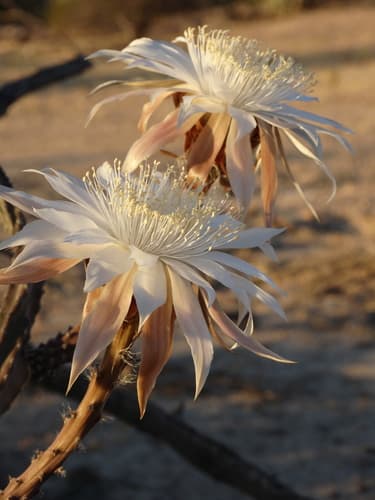 Gregg's Nightblooming Cereus
