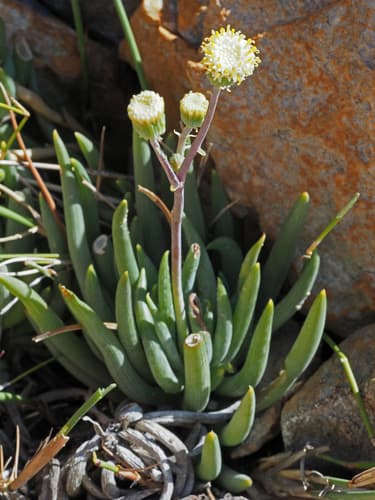 Bluestraws Succulent Bonsai