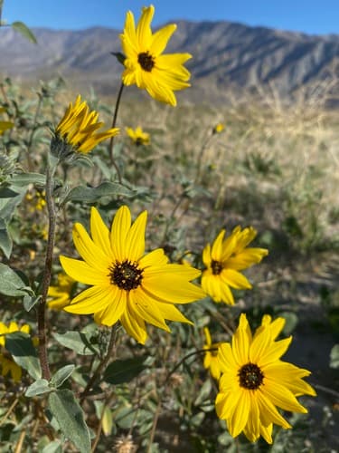 Prairie Sunflower Bonsai
